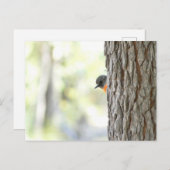 ピーピングブッシュロビンカード 案内ポストカード (正面/裏面)