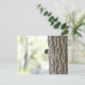 ピーピングブッシュロビンカード 案内ポストカード (スタンド正面)