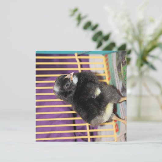 ピープ カード (スタンド正面)