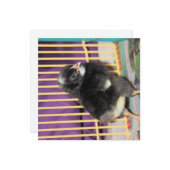 ピープ カード (正面/裏面インサイチュ)