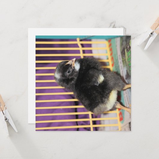 ピープ カード (正面/裏面インサイチュ)