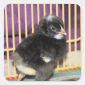 ピープ スクエアシール (正面)