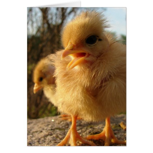 ピープ！ピープ！ (正面)