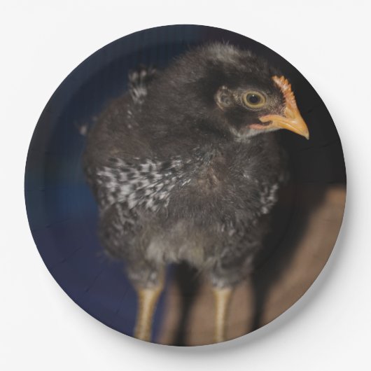 ピープ ペーパープレート (正面)