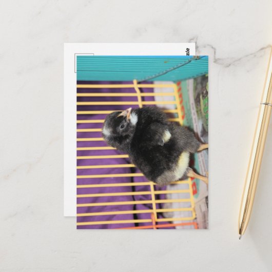 ピープ ポストカード (正面/裏面インサイチュ)