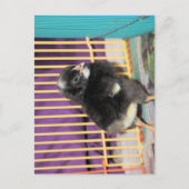 ピープ ポストカード (正面)