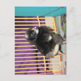 ピープ ポストカード