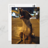 ピーマイ…ソイ・ドッグ(タイ) ポストカード (正面/裏面)