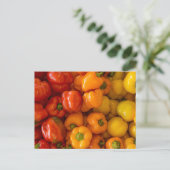 ピーマン写真はがき ポストカード (スタンド正面)