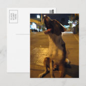 ピー・マイ...タイの野犬 ポストカード (正面/裏面)