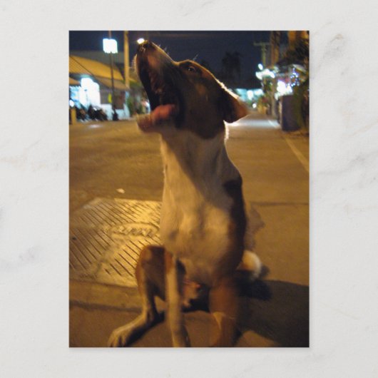 ピー・マイ...タイの野犬 ポストカード (正面)