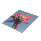 ピ淡い色のンクレッドエリスリナ タイル (側面)