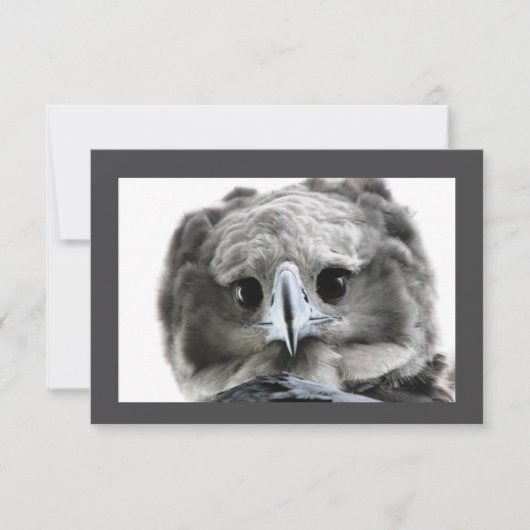 「ピigious Harpy Eagle」 サンキューカード (正面)