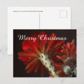 ファイアライトサボテンのまわりにすべて、メリークリスマス シーズンポストカード (正面/裏面)