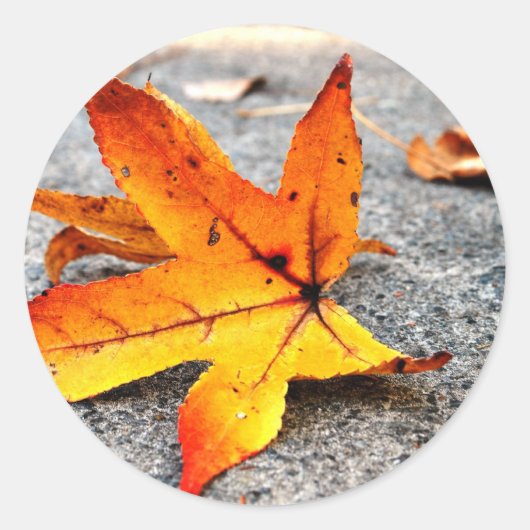 ファイアリーフ ラウンドシール (正面)