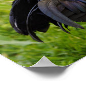 ファイティングルースター ポスター (角)