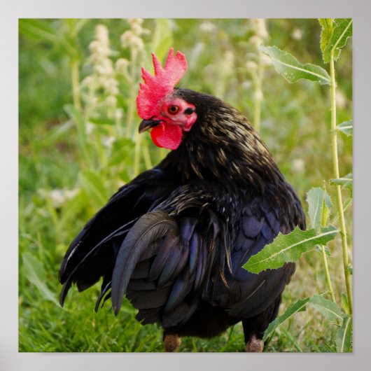 ファイティングルースター ポスター (正面)