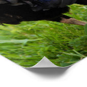 ファイティングルースター ポスター (角)