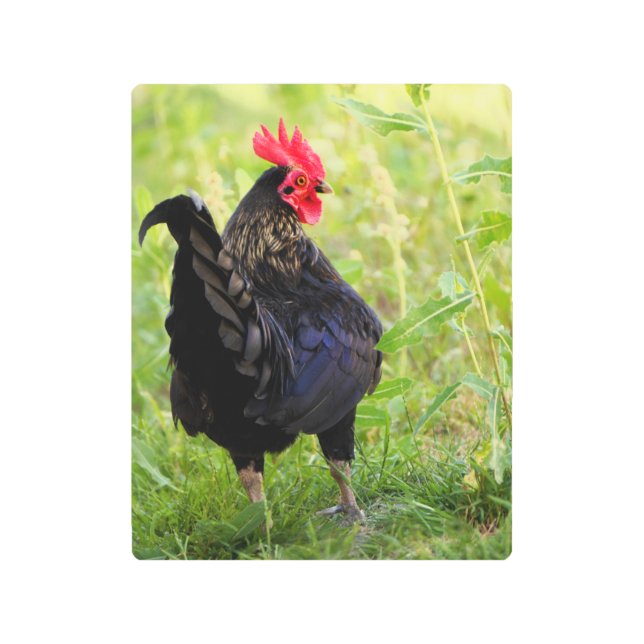 ファイティングルースター メタルプリント (正面)