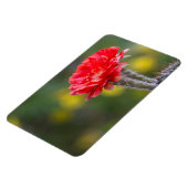 ファイヤーライトサボテンの花のデュエット マグネット (左側)