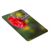 ファイヤーライトサボテンの花のデュエット マグネット (右側)