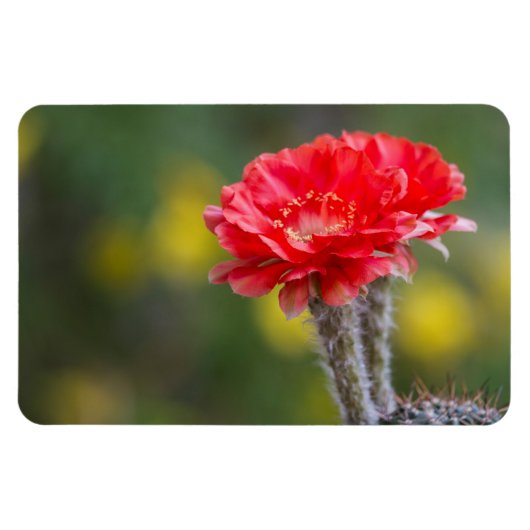 ファイヤーライトサボテンの花 マグネット (横)