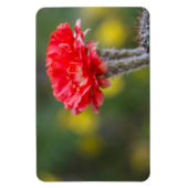 ファイヤーライトサボテンの花 マグネット (縦)