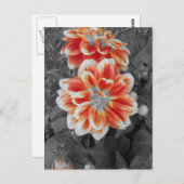 ファイリーダリア ポストカード (正面/裏面)