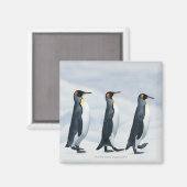 ファイル内のキングペンギン独身の歩く マグネット (正面/裏面)