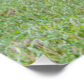 ファウン ポスター (コーナー)