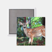 ファウン マグネット (正面/裏面)