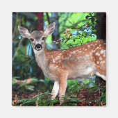 ファウン マグネット (正面)