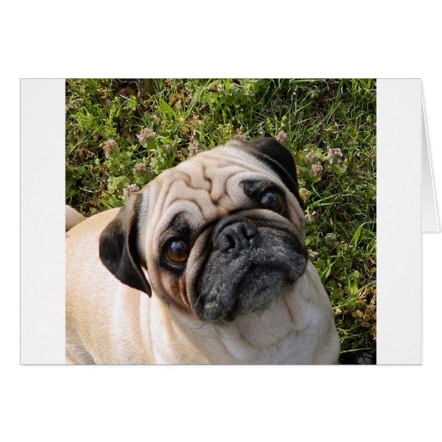 ファグ (正面横)