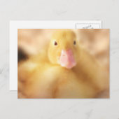 ファジーイエローダックイースターベビーダッククリング シーズンポストカード (正面/裏面)