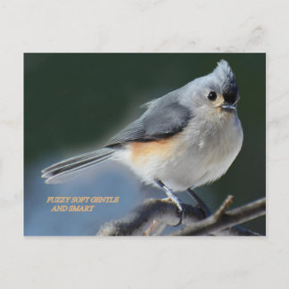 ファジー柔らかく穏やか頭が切れるで ポストカード