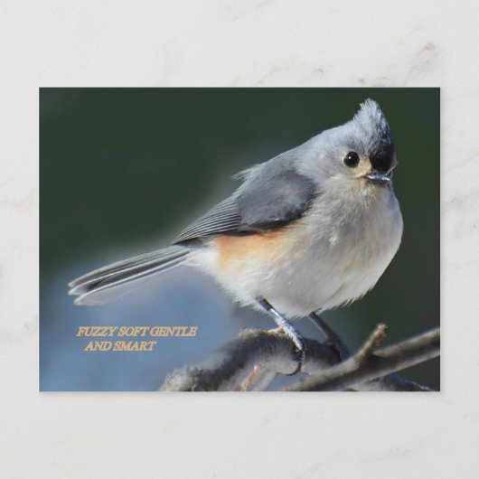 ファジー柔らかく穏やか頭が切れるで ポストカード (正面)