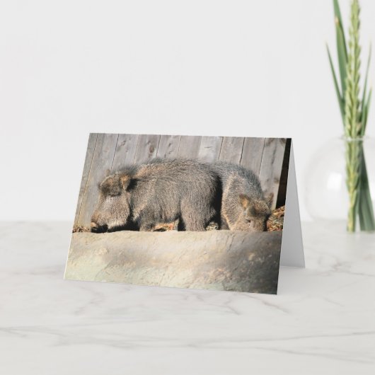 ファジー豚 カード (正面)