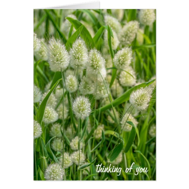 ファジー・バニー考える・テール・プラントズ (正面)