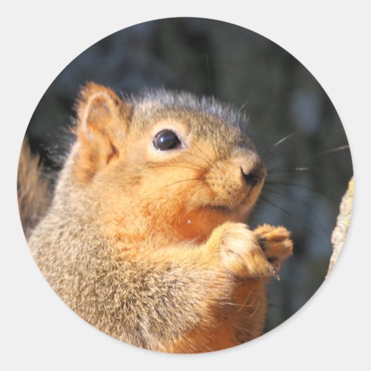 ファジー ラウンドシール (正面)