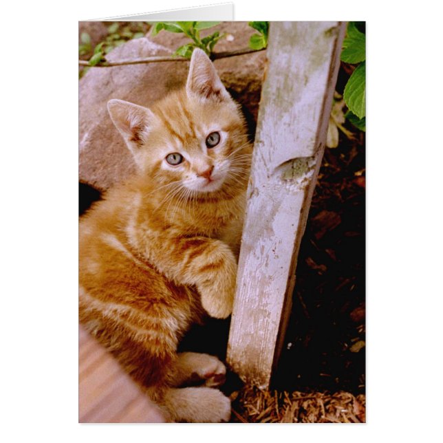 ファズポット! (正面)