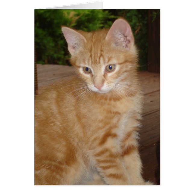 ファズポット! (正面)