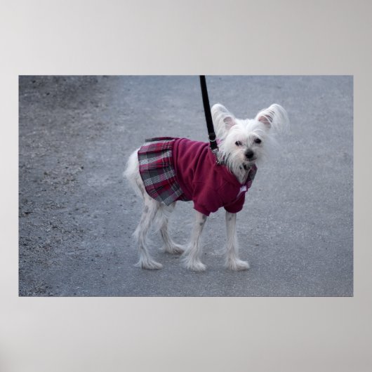 ファッショナブルなパウダープフ ポスター (正面)