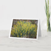 ファバレ・プラント、アンソリス・サイトソイデス カード (正面)