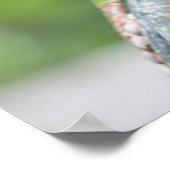 ファブフロッグフレディ ポスター (角)