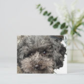 ファミリードッグはがき ポストカード (スタンド正面)