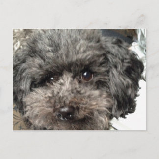 ファミリードッグはがき ポストカード