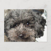 ファミリードッグはがき ポストカード (正面)