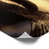 ファルクランズ諸島。Gentooペンギン。（火砕石） ポスター (角)