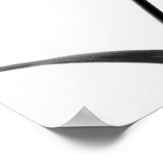 ファルゲシアsp.黒と白の竹 ポスター (角)