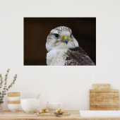 ファルコチェルグポートレート ポスター (キッチン)